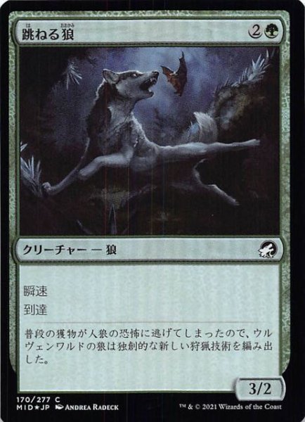 画像1: 【FOIL イニストラード：真夜中の狩り コモン】跳ねる狼　170/277 (1)